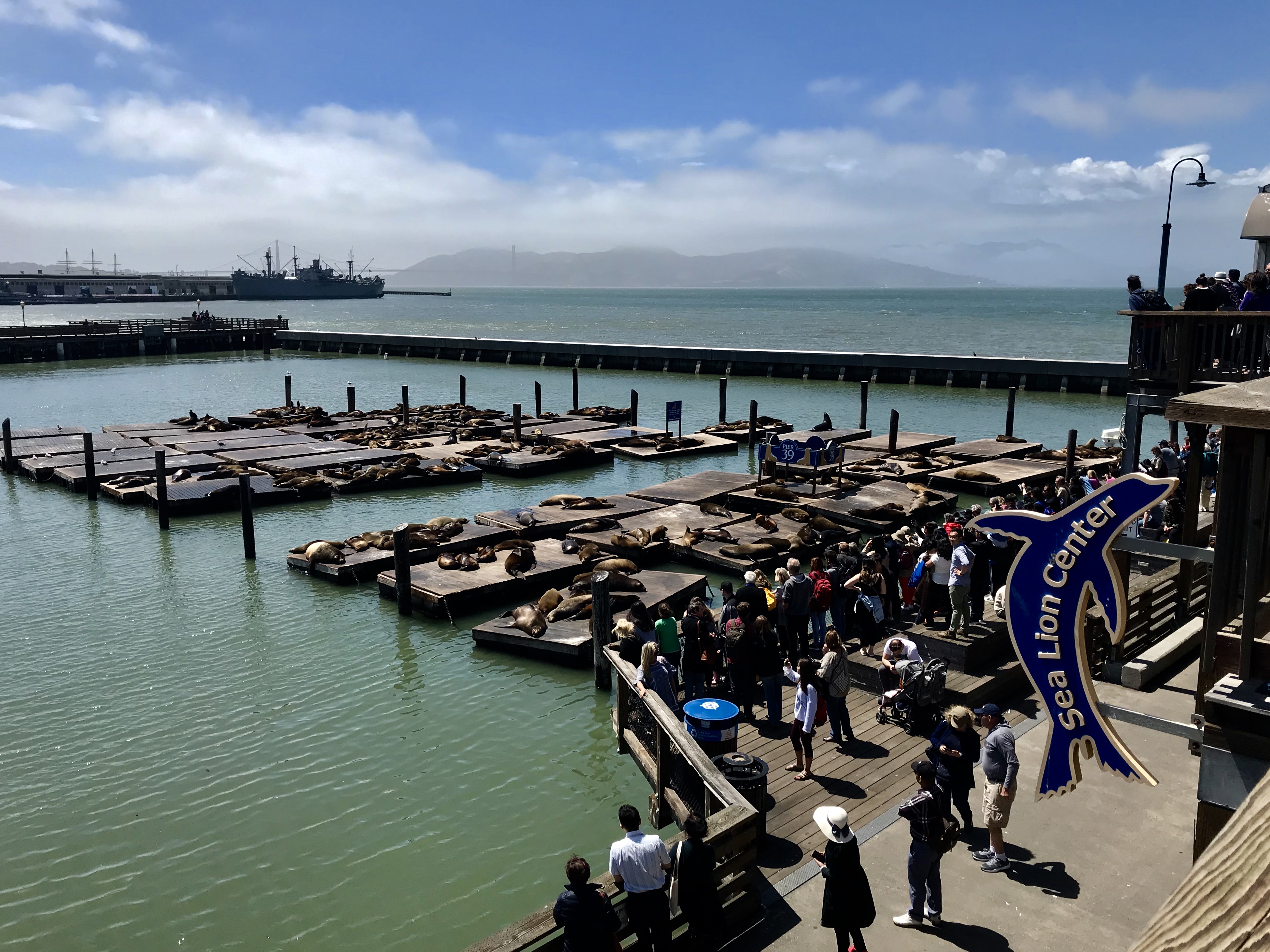 Sjölejon vid Pier 39, San Francisco