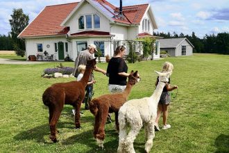 Visingsö alpacka