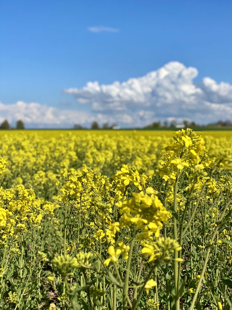 Omberg, rapsfält