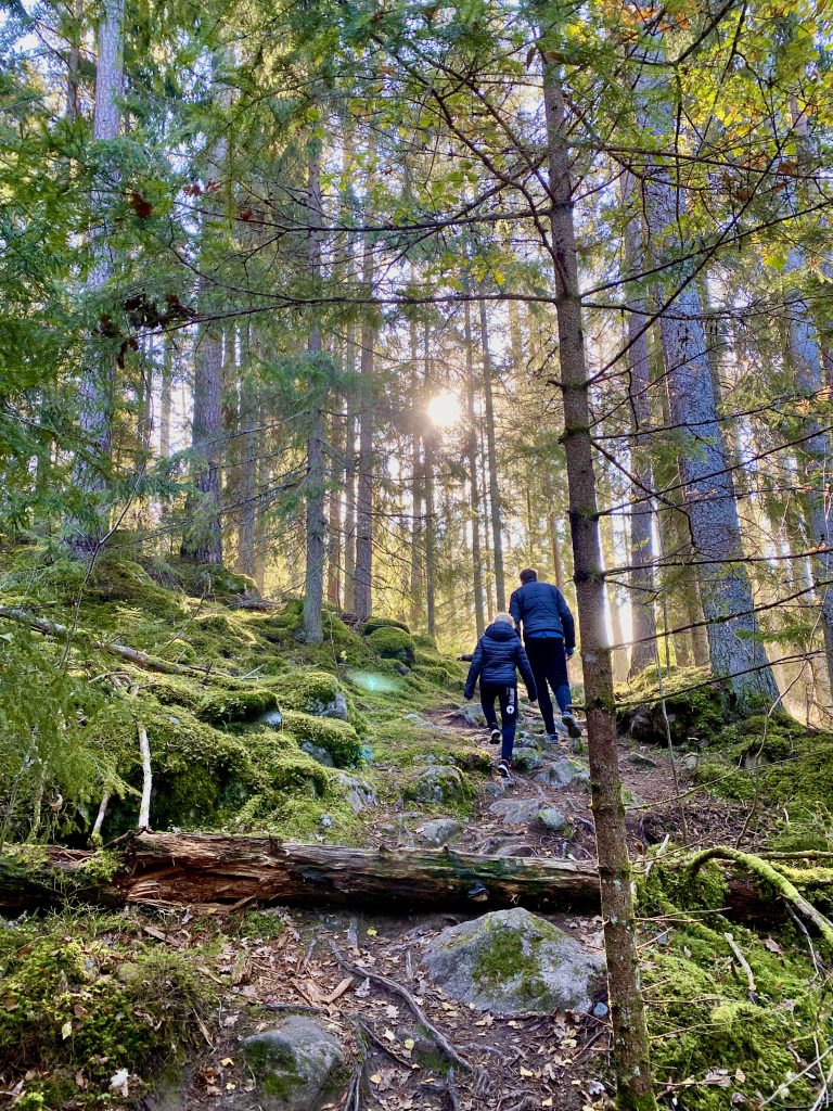 Säby Västerskog och urskogsstigen i Östergötland